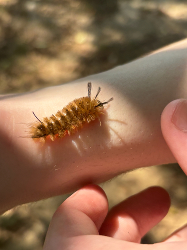 Banded Tussock Moth