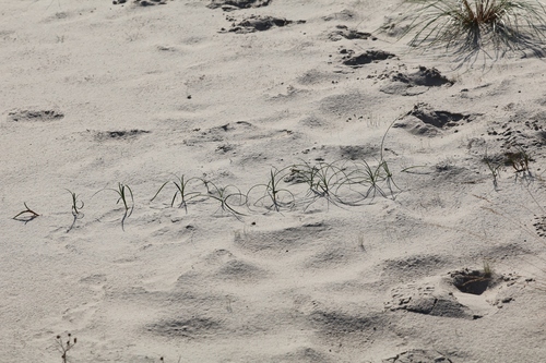 Carex arenaria, photograph 3