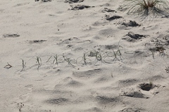 (c) Andrejus Gaidamavičius, some rights reserved (CC BY) Carex arenaria, photograph (c) Andrejus Gaidamavičius, some rights reserved (CC BY)