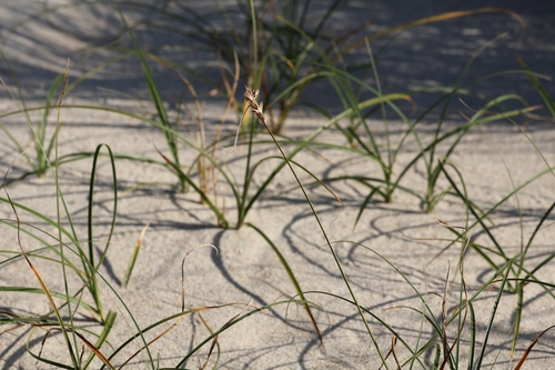 Carex arenaria