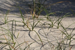 Carex arenaria