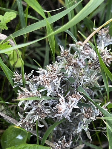 marsh cudweed