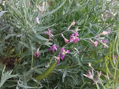 Matthiola longipetala bicornis