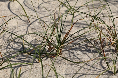 Carex arenaria, photograph 1