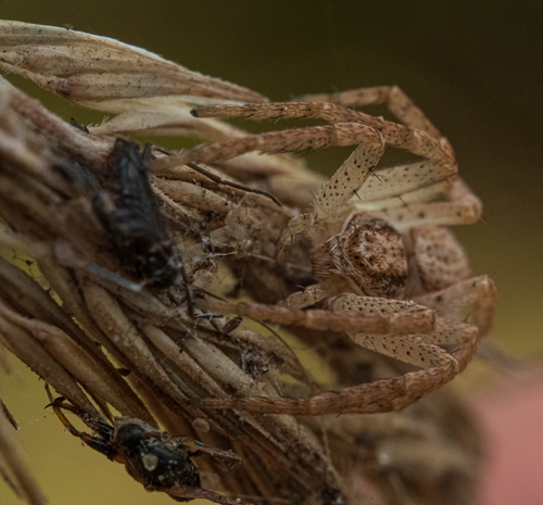 Eurasian Running Crab Spider