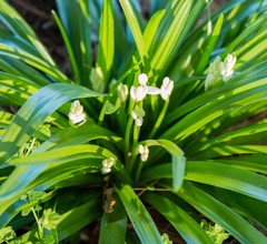 Allium paradoxum
