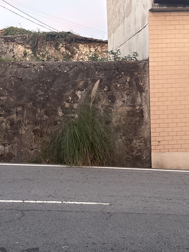 Pampas Grass