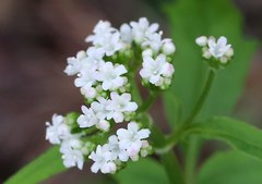 Valeriana flaccidissima