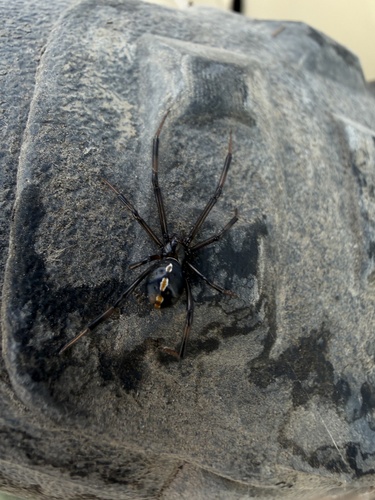 Western Black Widow