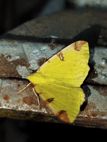 Brimstone Moth