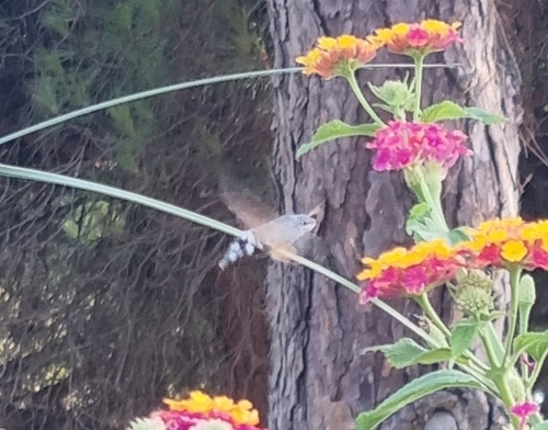 Eurasian Hummingbird Hawkmoth