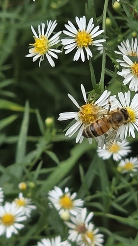 Western Honey Bee