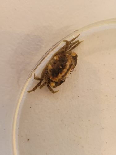 Panopeus herbstii observed 2026-09-17