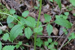 Valeriana flaccidissima