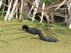 Fulica americana columbiana