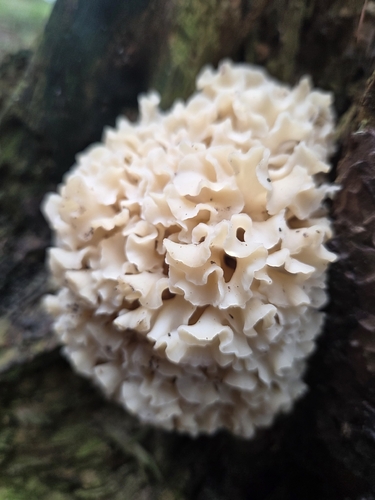 Cauliflower Fungus