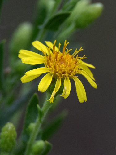 false yellowhead
