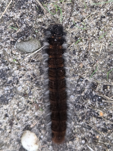 Fox Moth