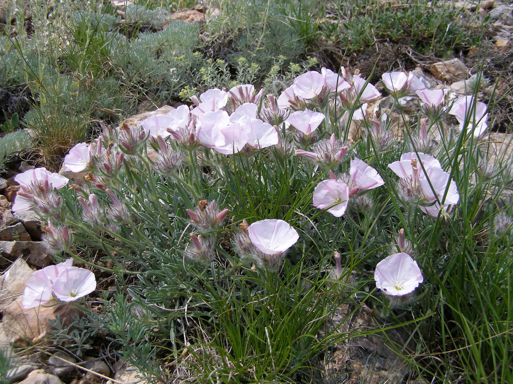 Convolvulus calvertii