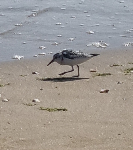 Sanderling