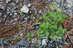 Valeriana flaccidissima