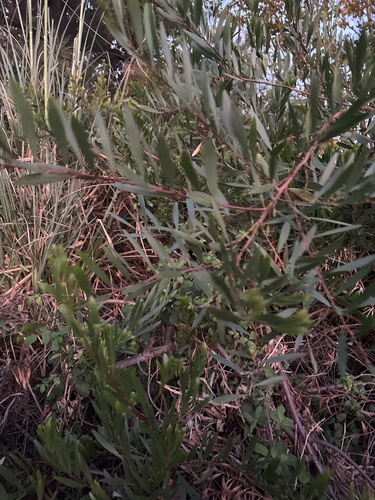 Longleaf Wattle