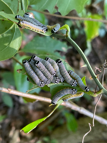 Turbulent Phosphila Moth