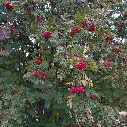 European mountain ash