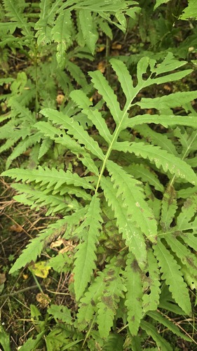 sensitive fern