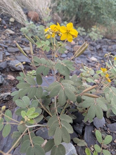 Senna covesii, photograph 3
