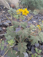 Senna covesii, photograph (c) Rachel Stringham, some rights reserved (CC BY)