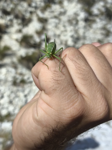 Poecilimon superbus