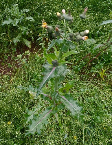 prickly sowthistle