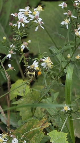 Common Eastern Bumble Bee