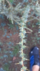 Aspalathus acanthophylla