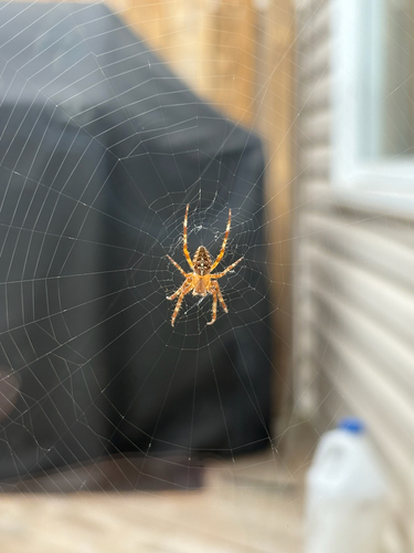 Cross Orbweaver