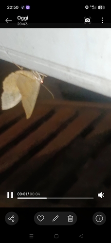 Yellow Shell Moth