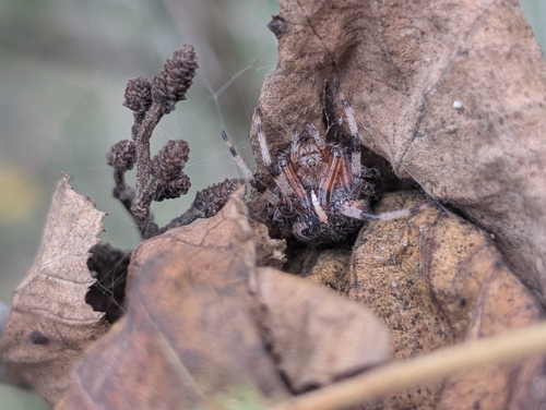 Marbled Orbweaver