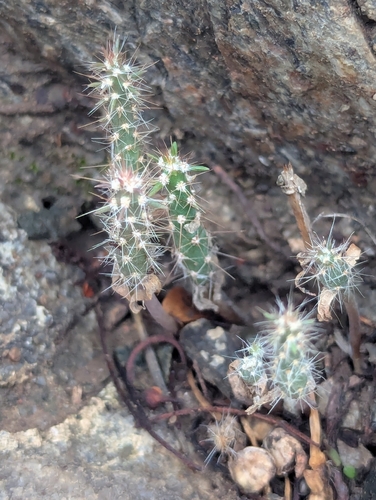 Cylindropuntia acanthocarpa, photograph 5
