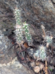Cylindropuntia acanthocarpa, photograph (c) Rachel Stringham, some rights reserved (CC BY)