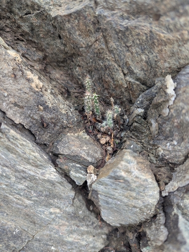 Cylindropuntia acanthocarpa, photograph 6