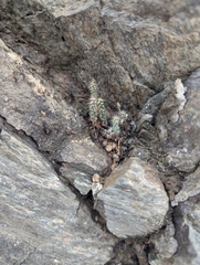 Cylindropuntia acanthocarpa, photograph (c) Rachel Stringham, some rights reserved (CC BY)