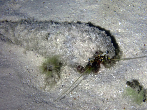 Dardanus scutellatus observed 2026-09-16