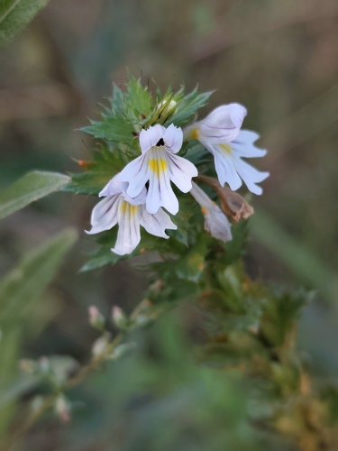 Euphrasia stricta, photograph 2