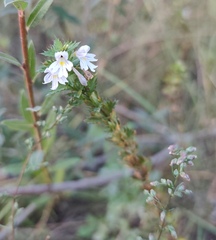 Euphrasia stricta