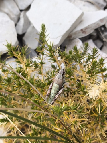 Podisma silvestrii