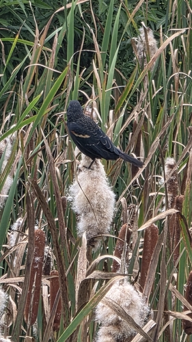 Red-winged Blackbird