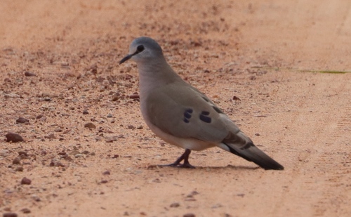 Black-billed Wood-Dove