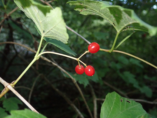 guelder-rose