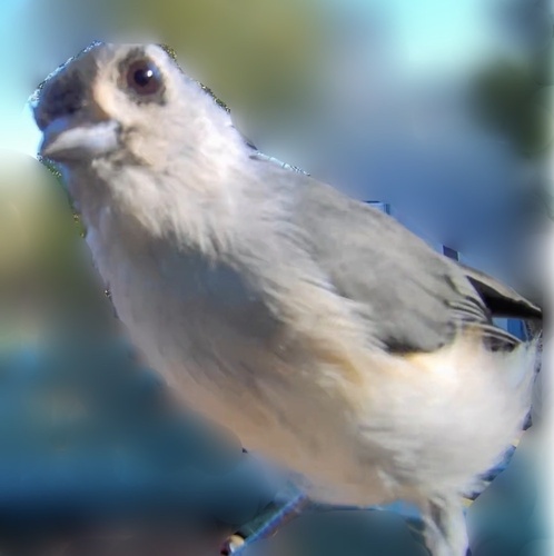 Tufted Titmouse